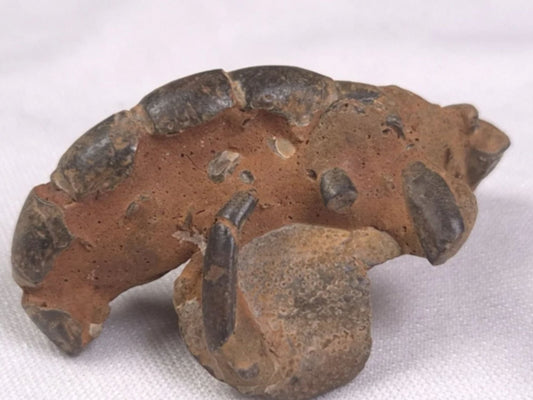 Unearthing the Fossilised Thalassina anomala of Gunn Point