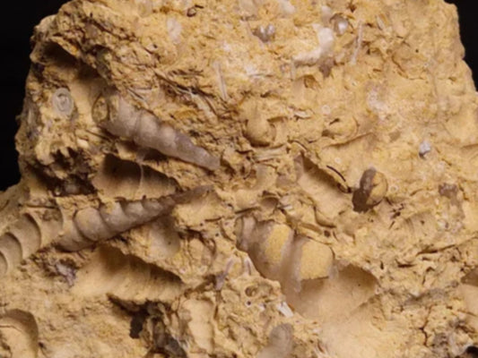 Turritella Fossils : A Window into Miocene Marine Environments