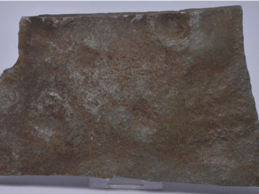 Unearthing Deep Time: Beltanelliformis brunsae from Woolstaston, Shropshire