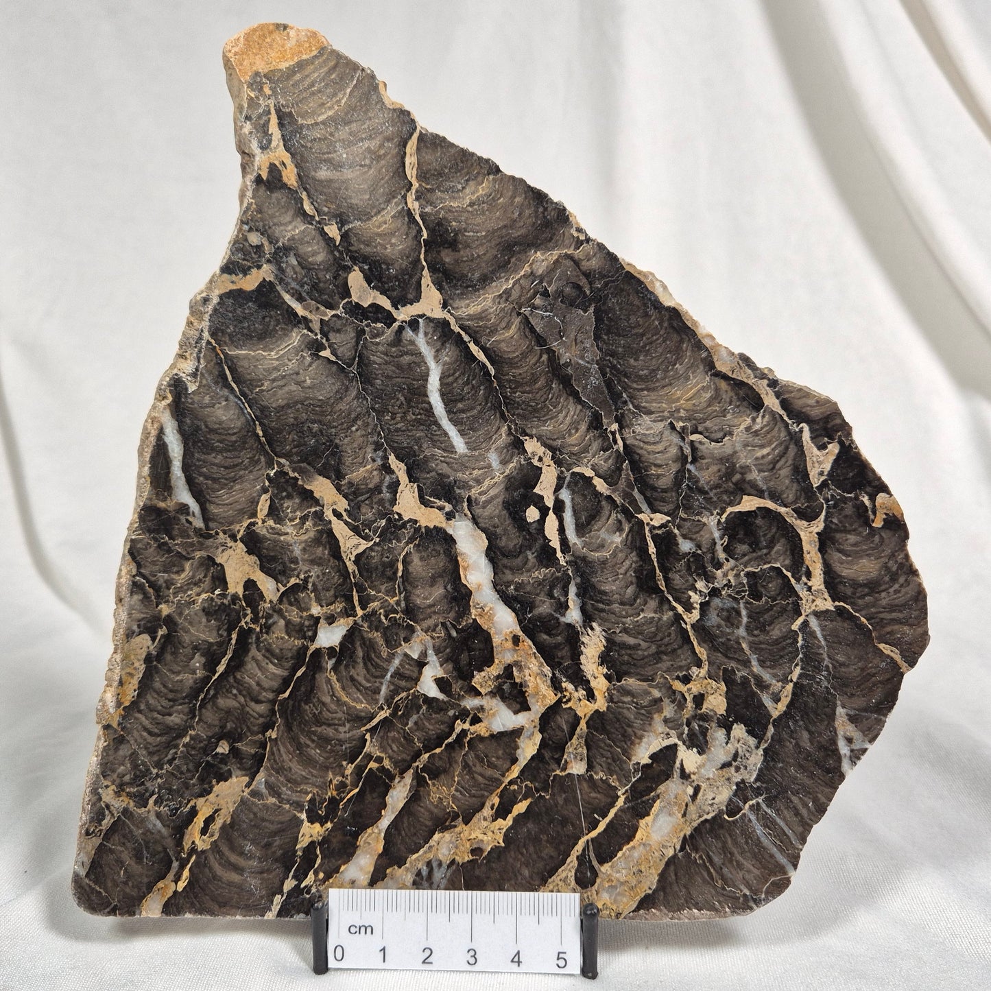 Boxonia Pertaknurra Stromatolite Polished ZBP001