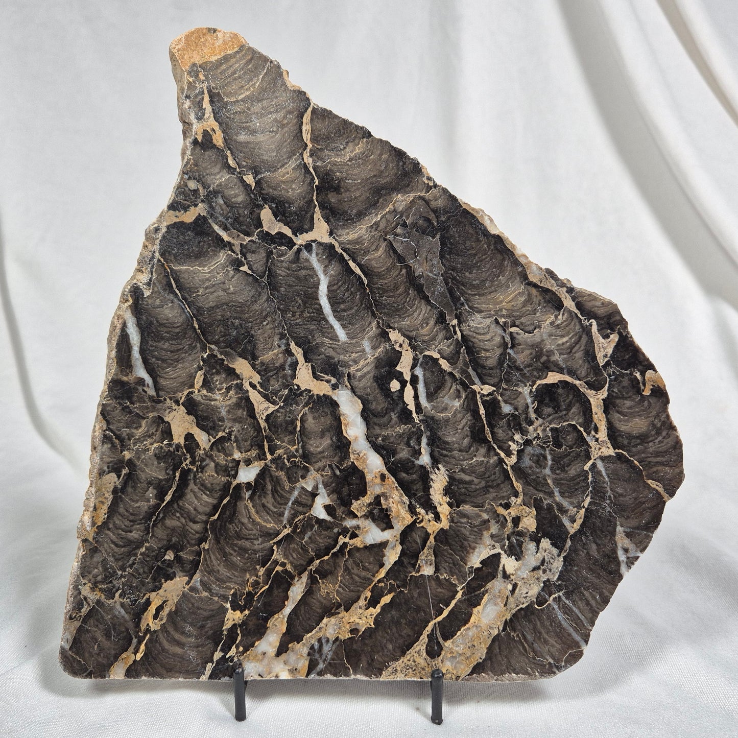 Boxonia Pertaknurra Stromatolite Polished ZBP001