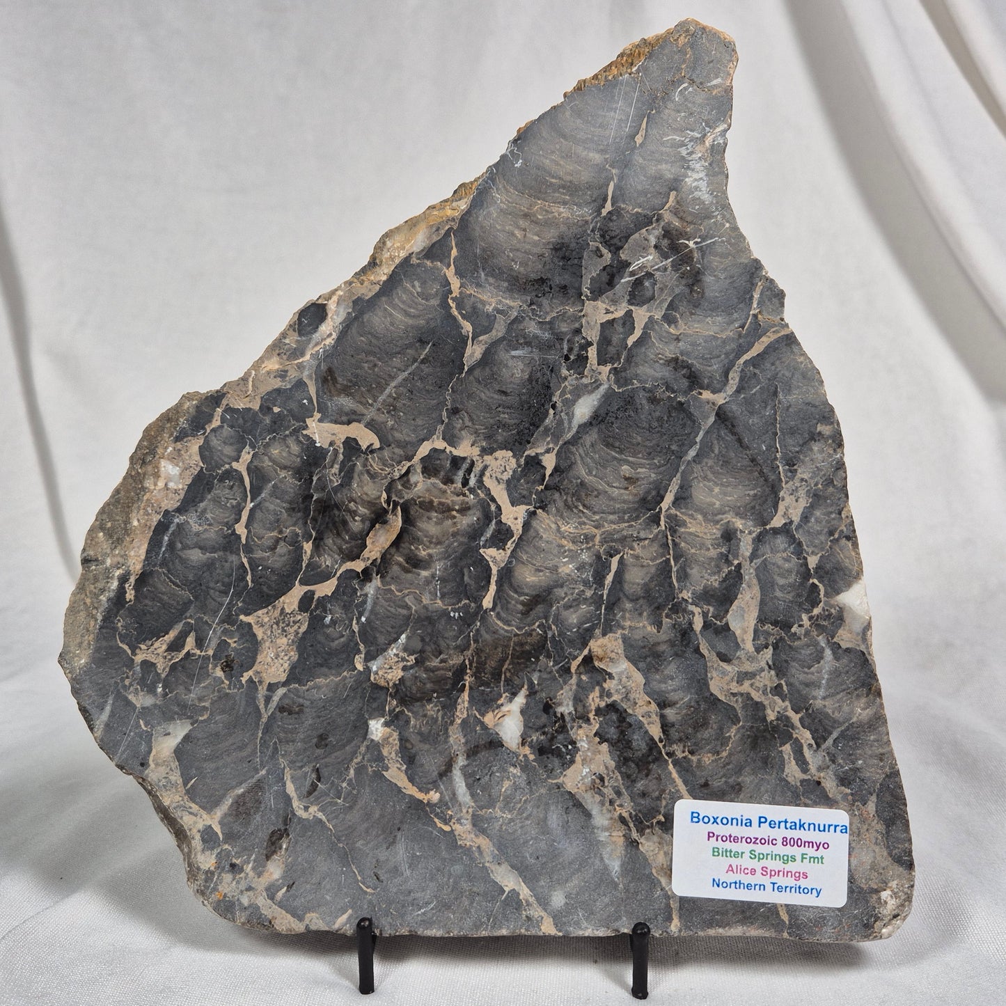 Boxonia Pertaknurra Stromatolite Polished ZBP001