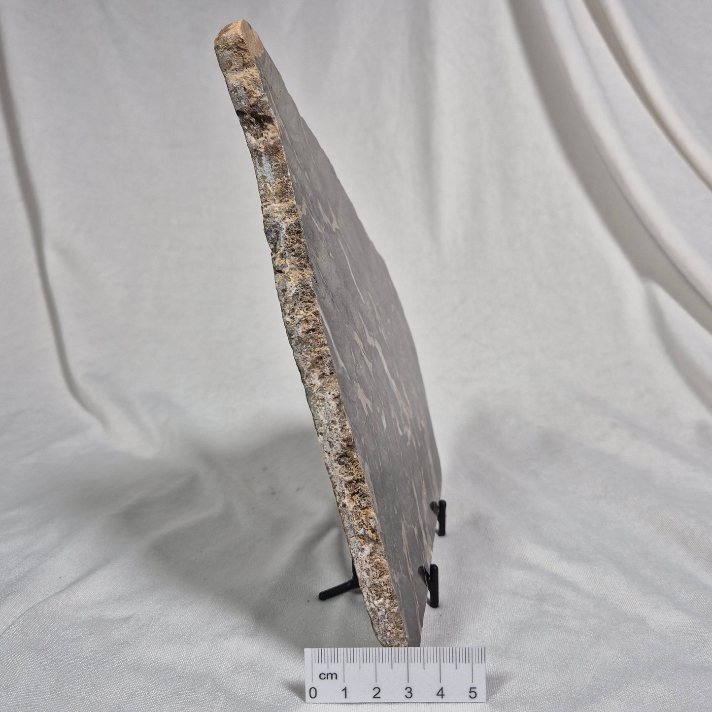 Boxonia Pertaknurra Stromatolite Polished ZBP001