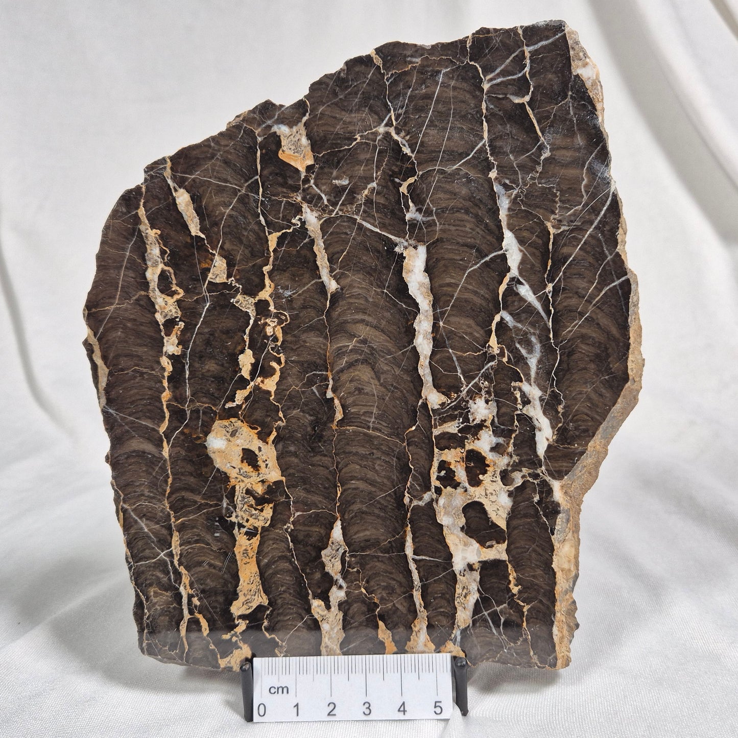 BOXONIA PERTAKNURRA STROMATOLITE, Proterozoic, Australia ZBP002