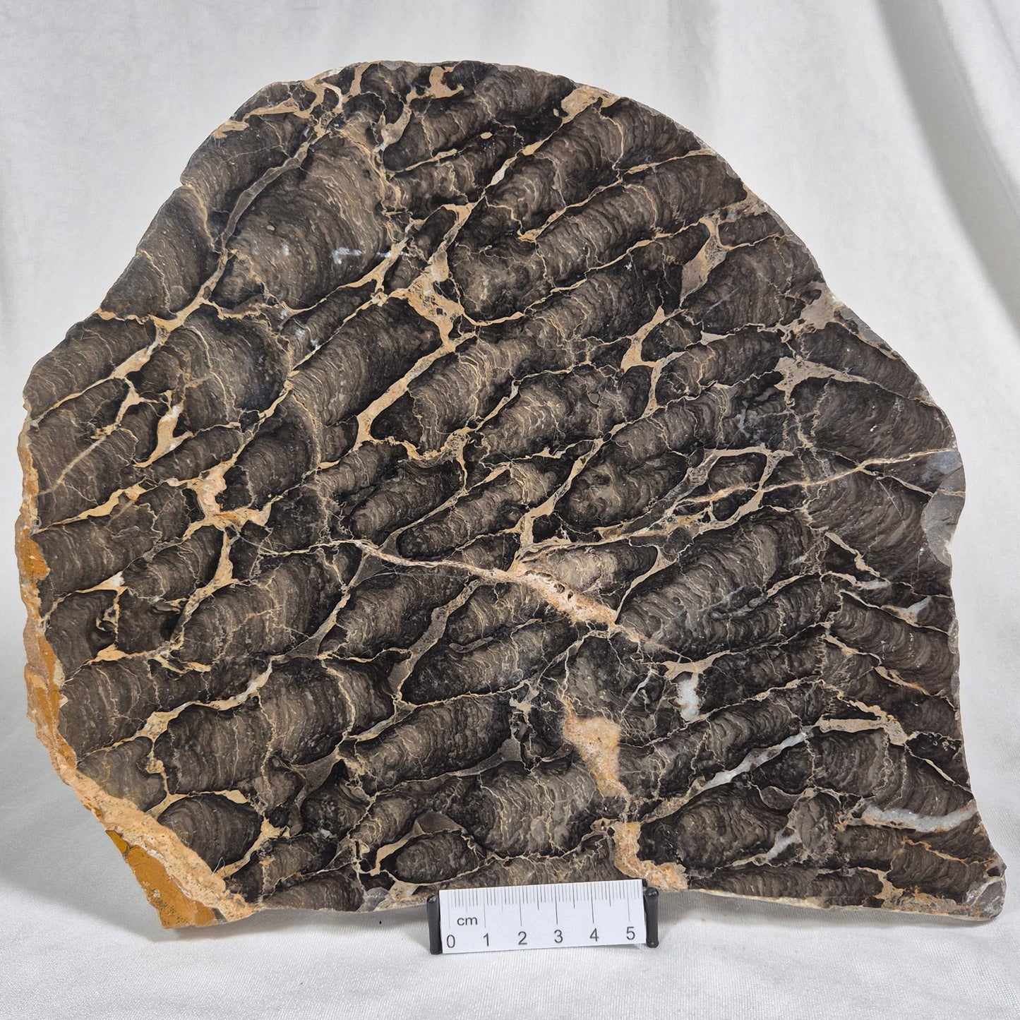 BOXONIA PERTAKNURRA STROMATOLITE, Proterozoic, Australia ZBP003