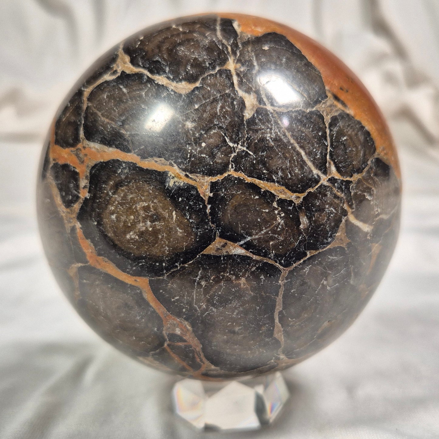 BOXONIA PERTAKNURRA STROMATOLITE, Proterozoic, Australia ZSS003