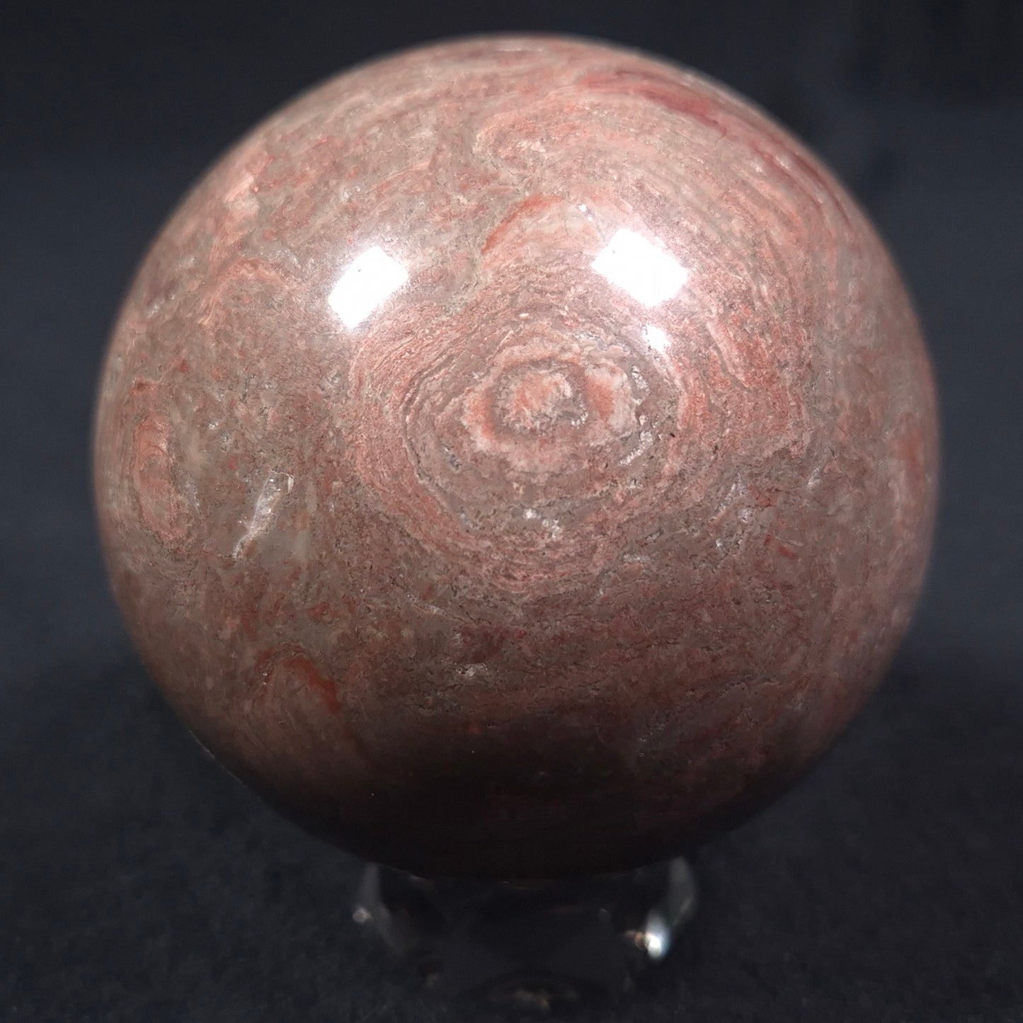 LINELLA AVIS STROMATOLITE, Proterozoic, Australia ZSS008