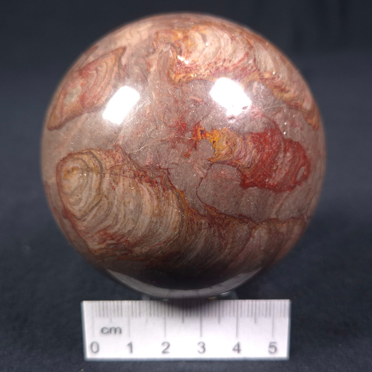 LINELLA AVIS STROMATOLITE, Proterozoic, Australia ZSS010