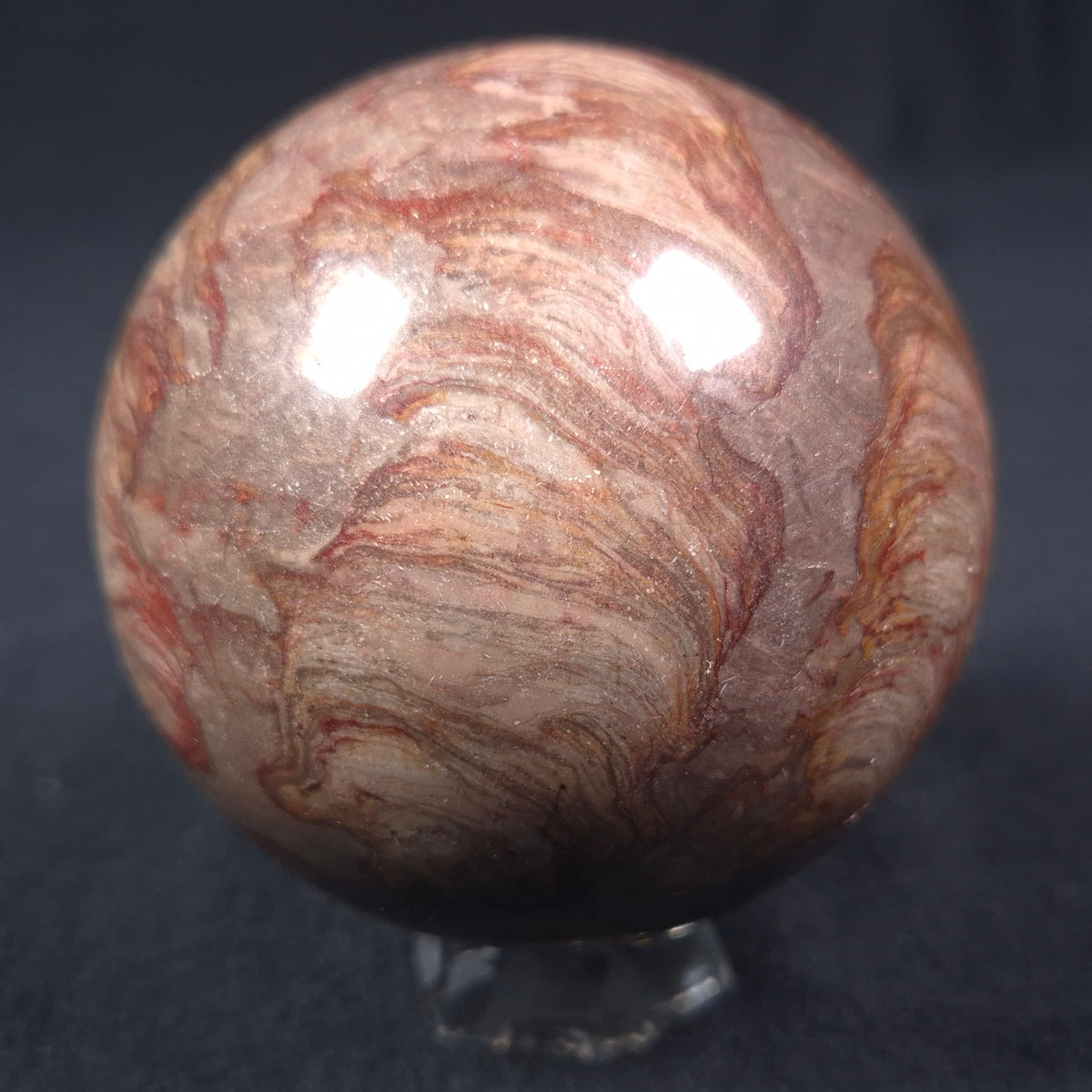LINELLA AVIS STROMATOLITE, Proterozoic, Australia ZSS010