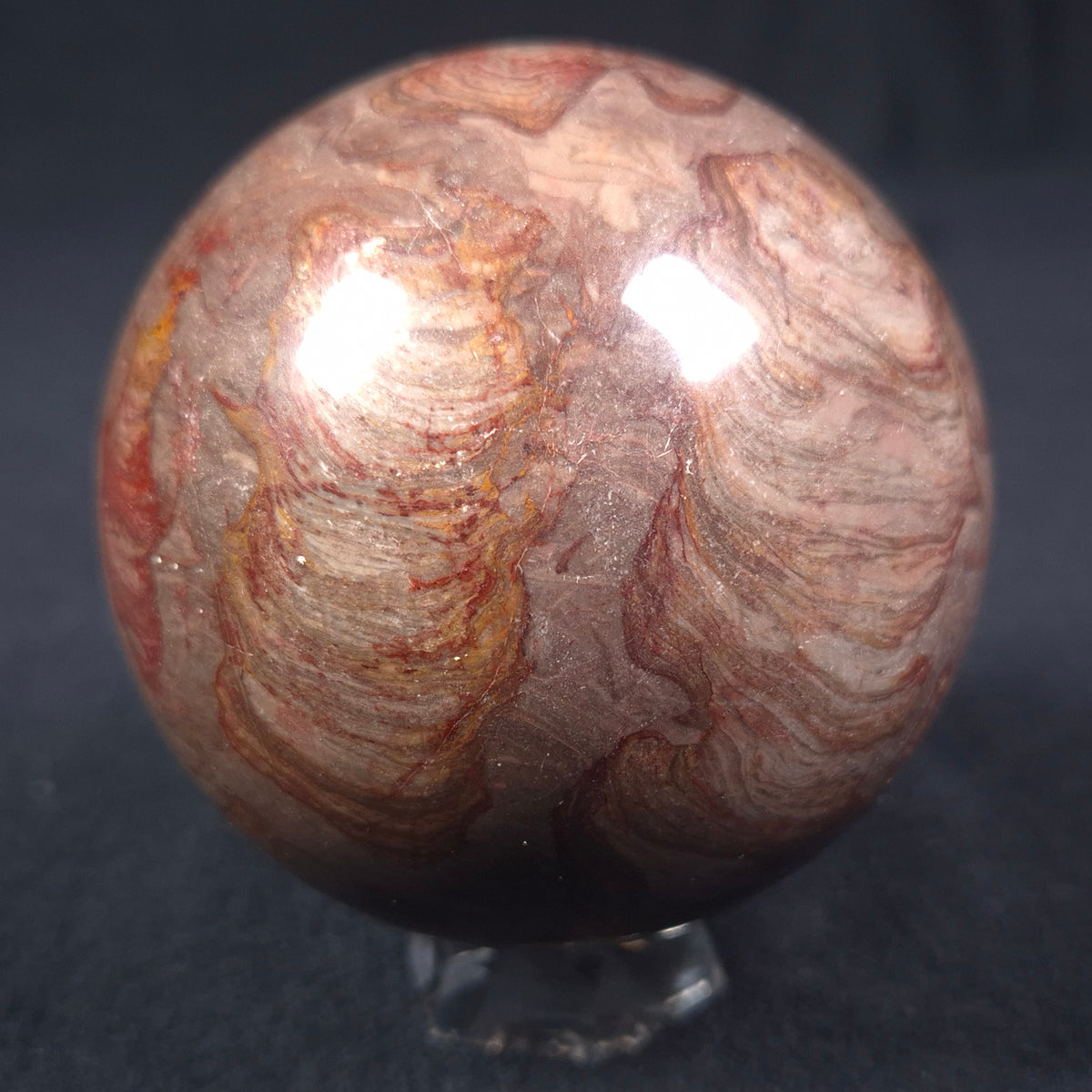 LINELLA AVIS STROMATOLITE, Proterozoic, Australia ZSS010