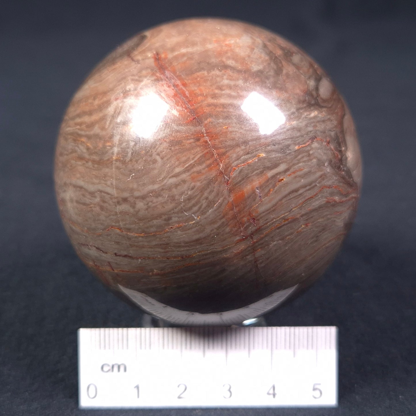 LINELLA AVIS STROMATOLITE, Proterozoic, Australia ZSS009