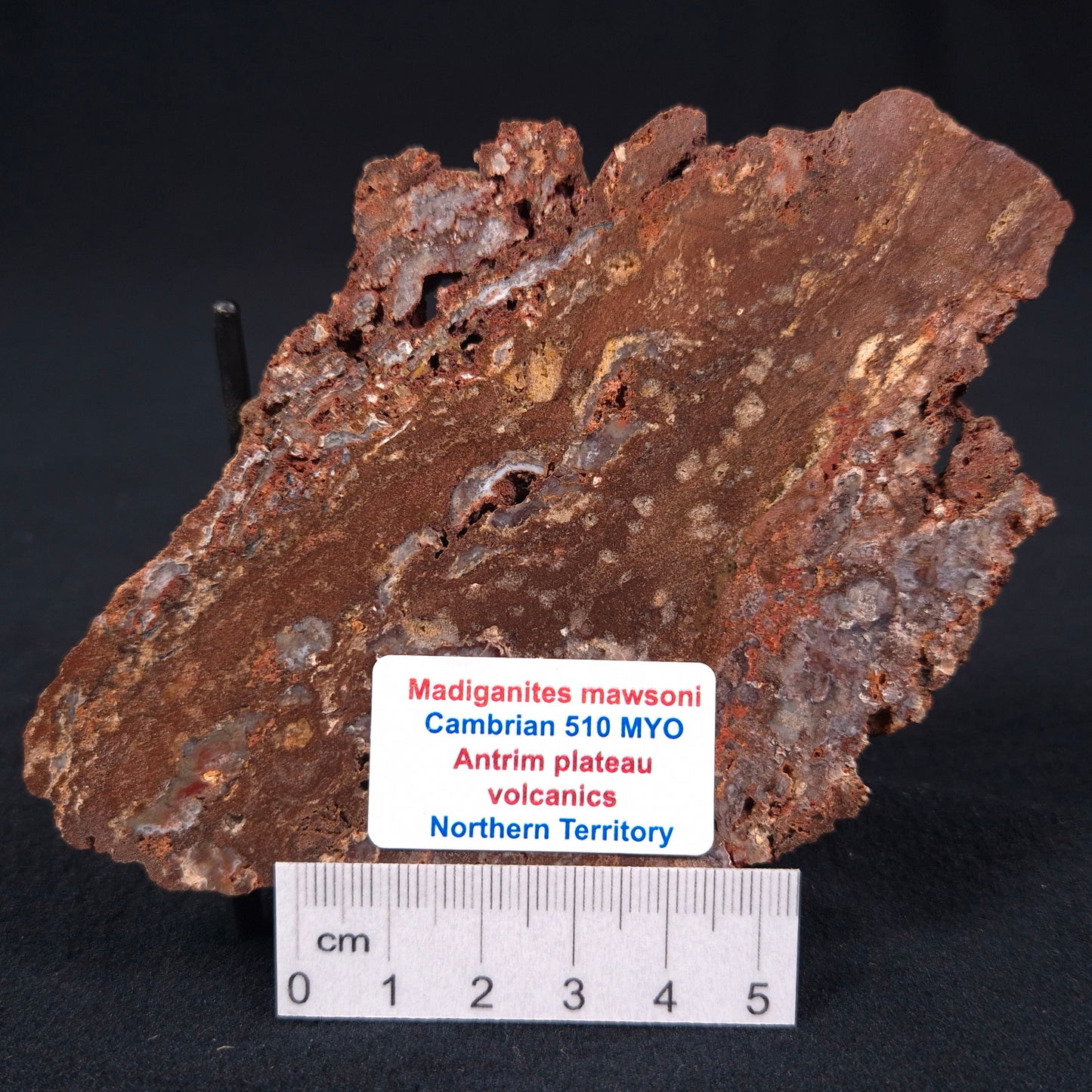 MADIGANITES MAWSONI STROMATOLITE, Cambrian, Australia ZMM001