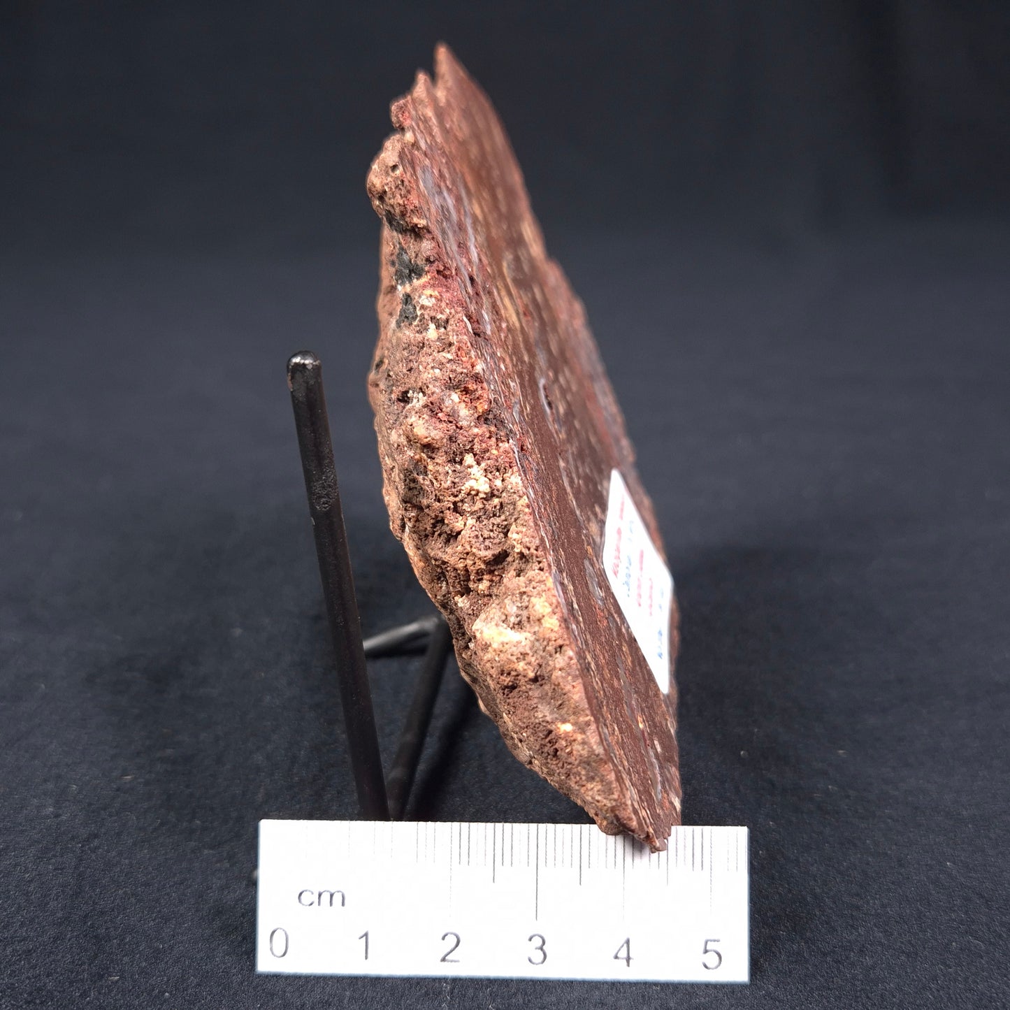 MADIGANITES MAWSONI STROMATOLITE, Cambrian, Australia ZMM001