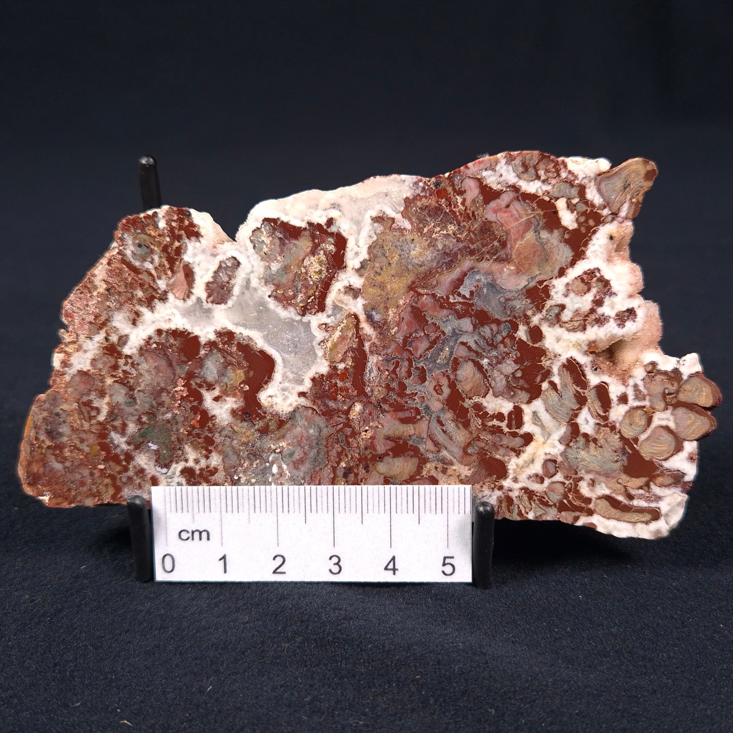 MADIGANITES MAWSONI STROMATOLITE, Cambrian, Australia ZMM002