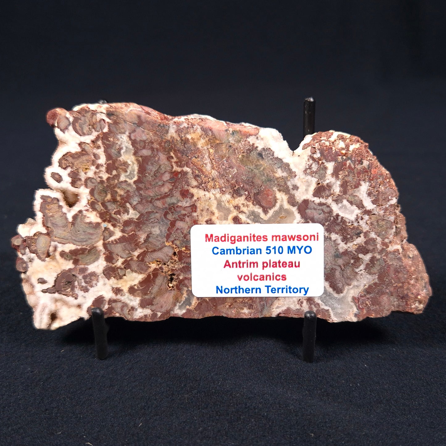 MADIGANITES MAWSONI STROMATOLITE, Cambrian, Australia ZMM002
