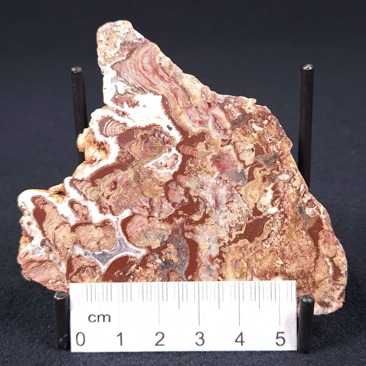 MADIGANITES MAWSONI STROMATOLITE, Cambrian, Australia ZMM004