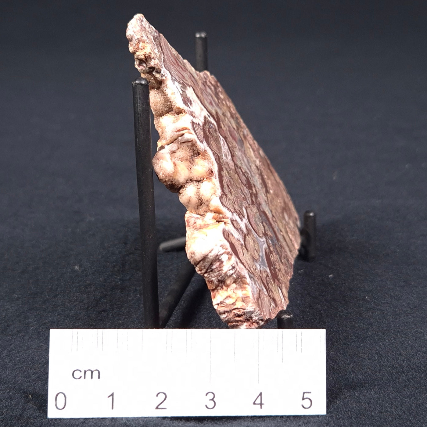 MADIGANITES MAWSONI STROMATOLITE, Cambrian, Australia ZMM004
