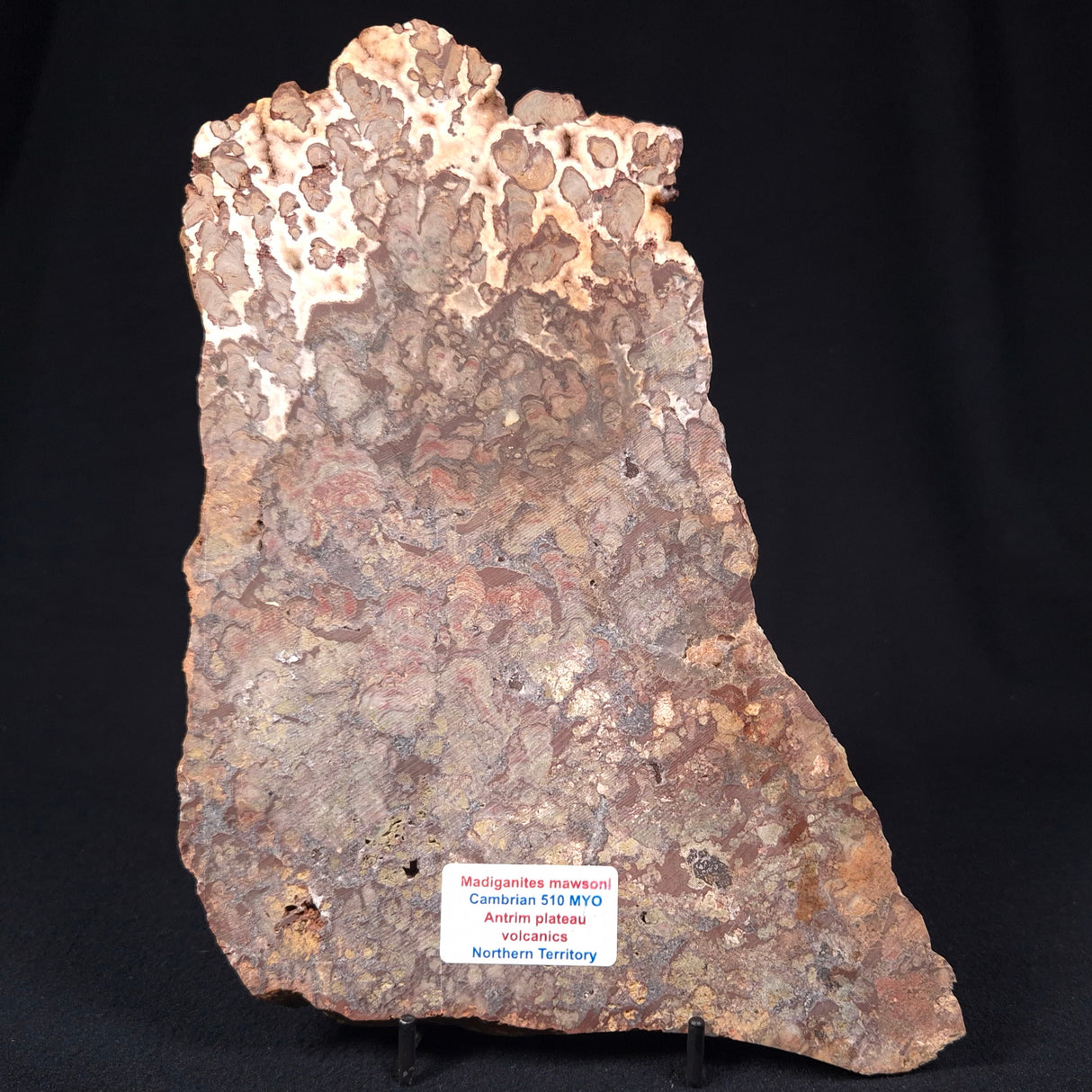 MADIGANITES MAWSONI STROMATOLITE, Cambrian, Australia ZMM005