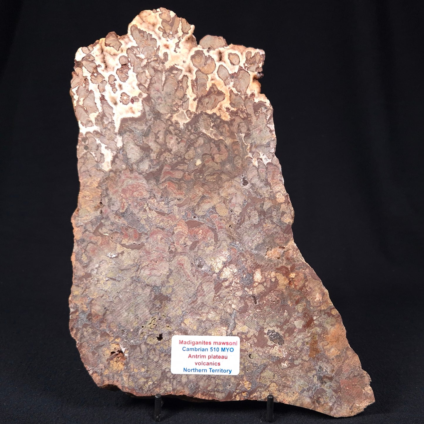 MADIGANITES MAWSONI STROMATOLITE, Cambrian, Australia ZMM005