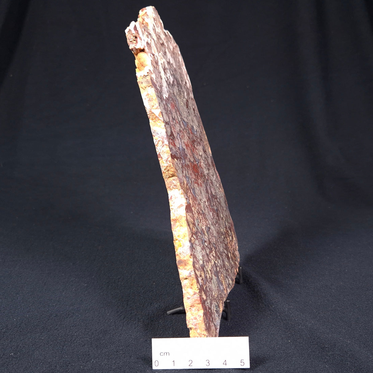 MADIGANITES MAWSONI STROMATOLITE, Cambrian, Australia ZMM005