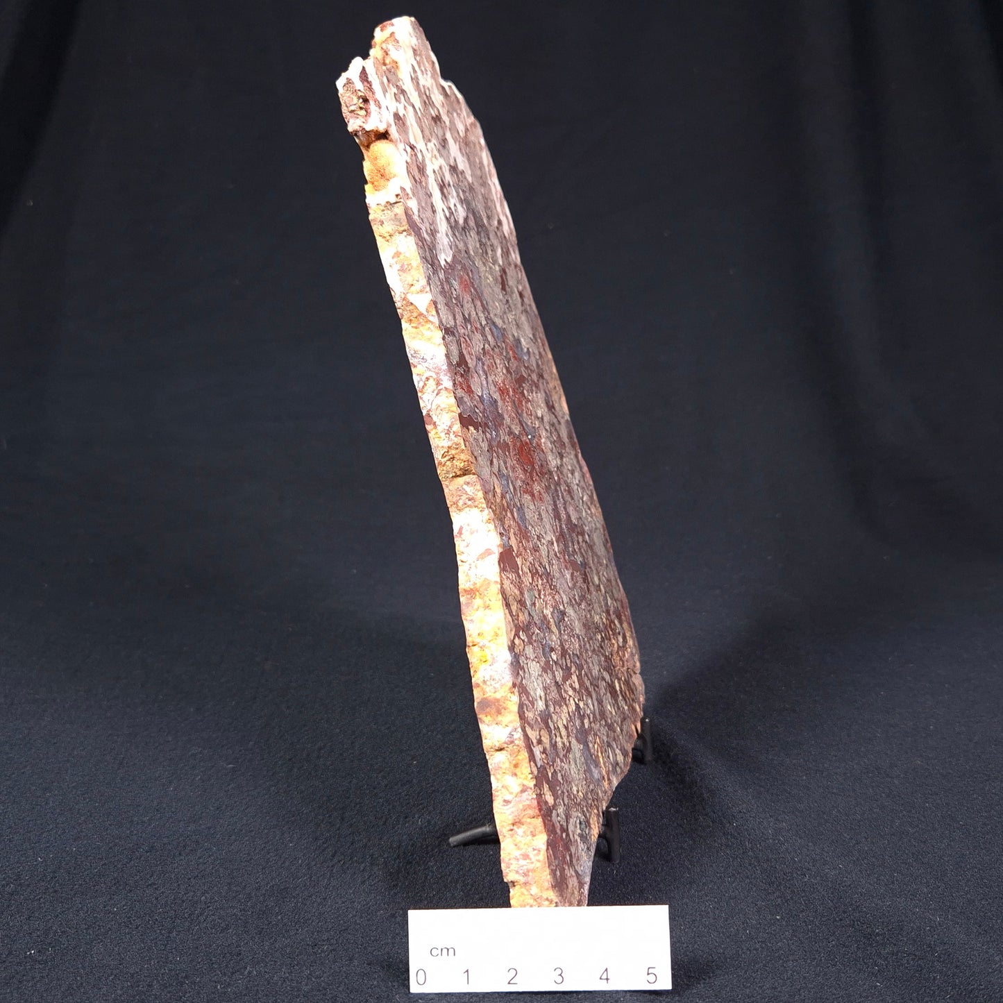 MADIGANITES MAWSONI STROMATOLITE, Cambrian, Australia ZMM005