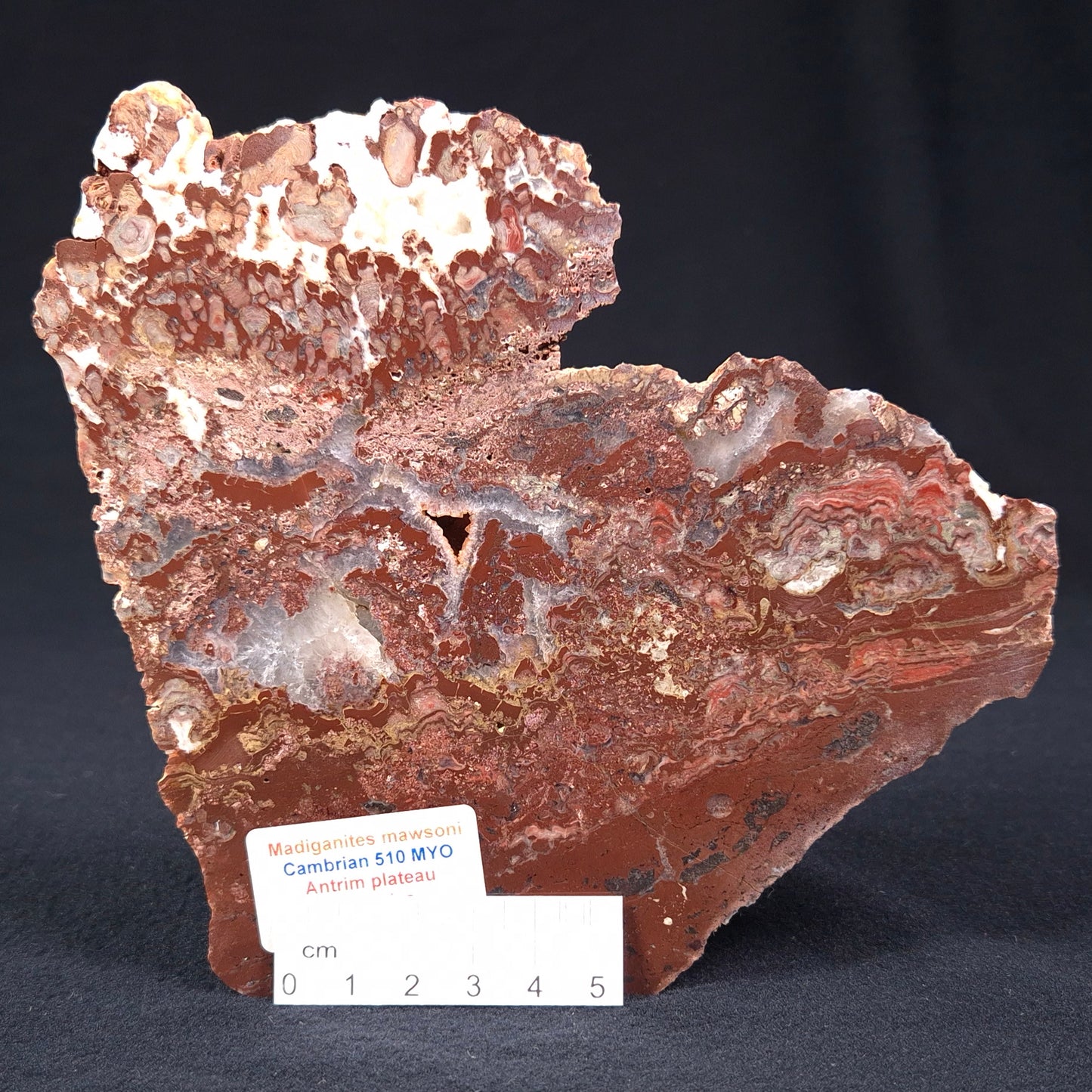MADIGANITES MAWSONI STROMATOLITE, Cambrian, Australia ZMM006