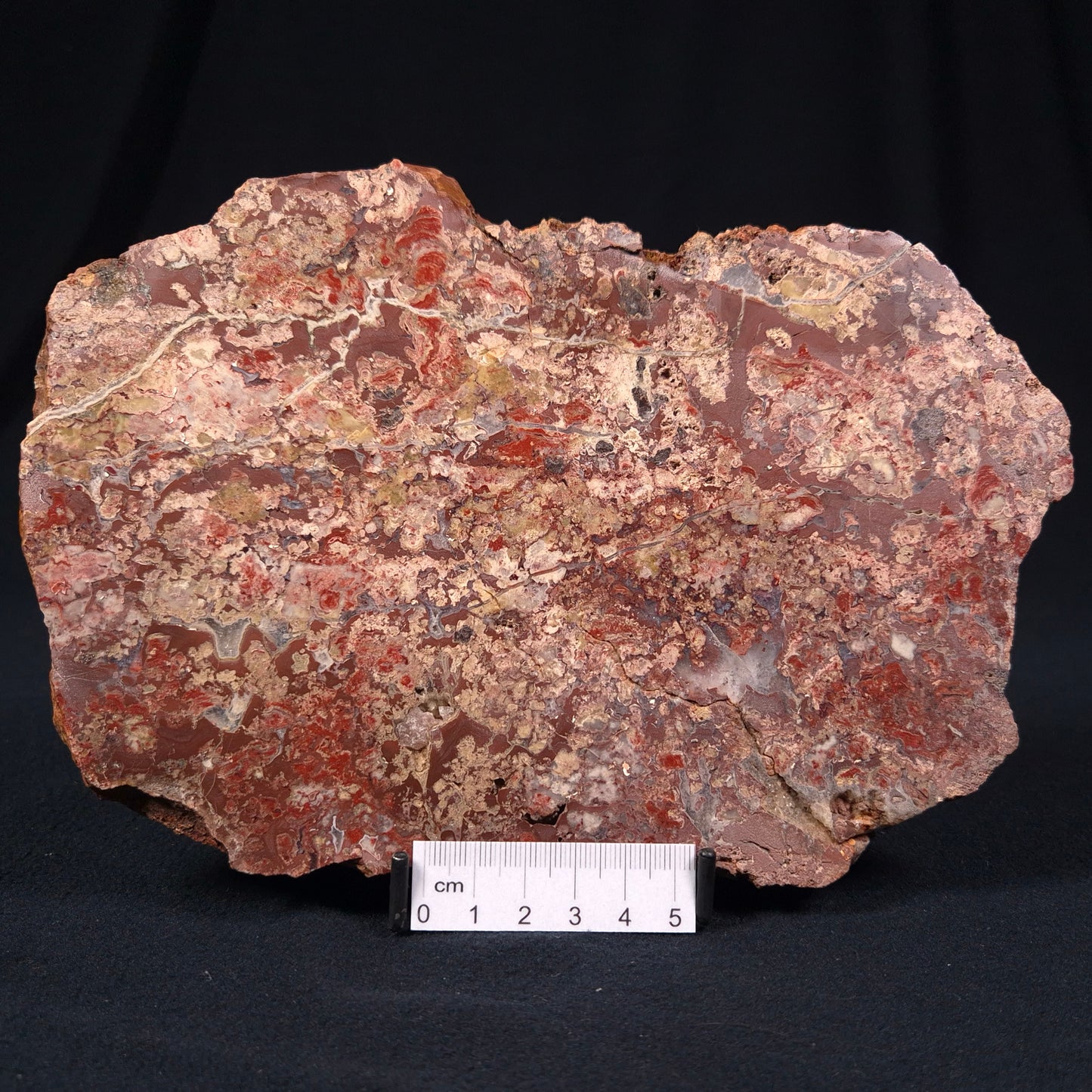 MADIGANITES MAWSONI STROMATOLITE, Cambrian, Australia ZMM009