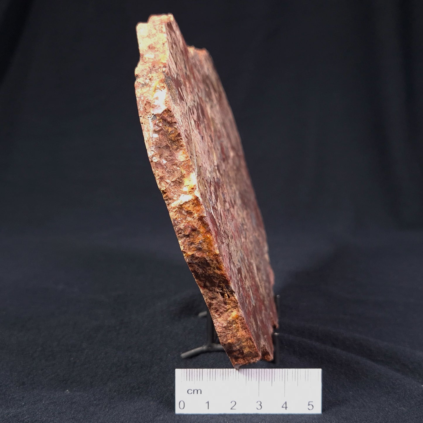 MADIGANITES MAWSONI STROMATOLITE, Cambrian, Australia ZMM009