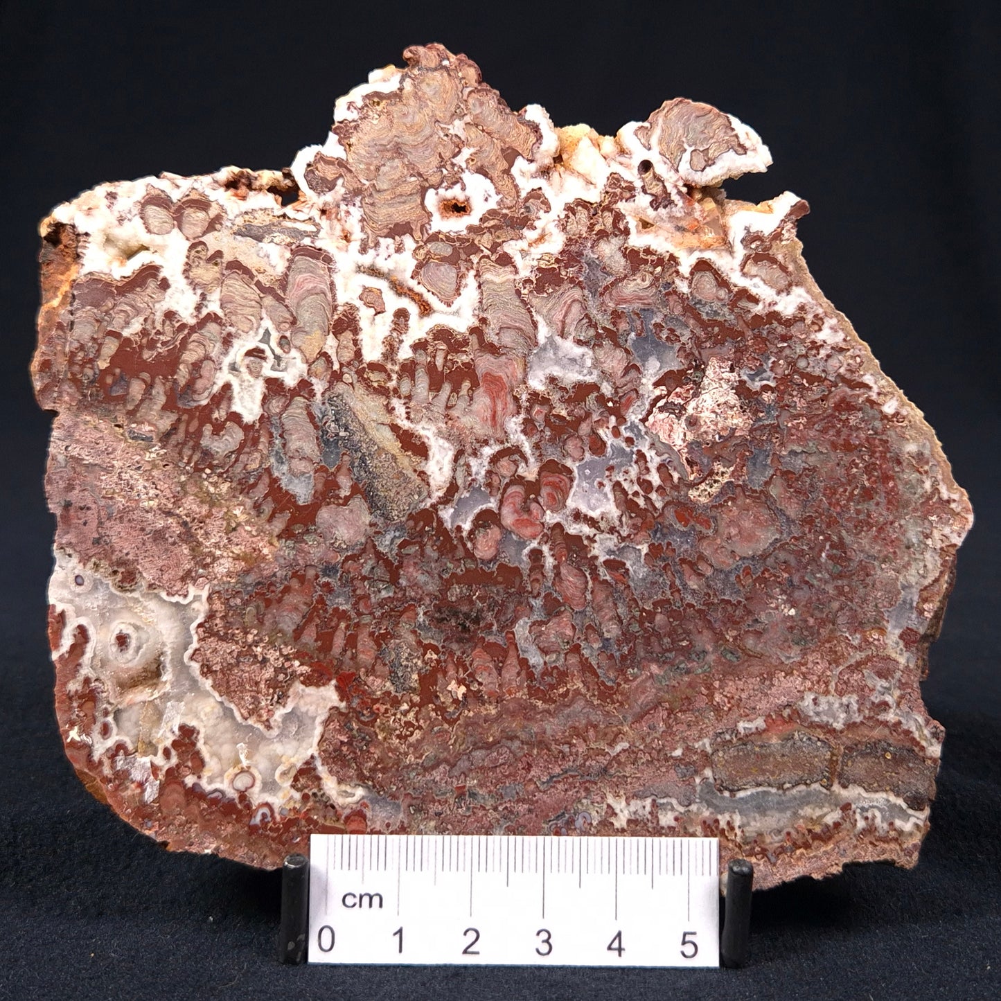 MADIGANITES MAWSONI STROMATOLITE, Cambrian, Australia ZMM008