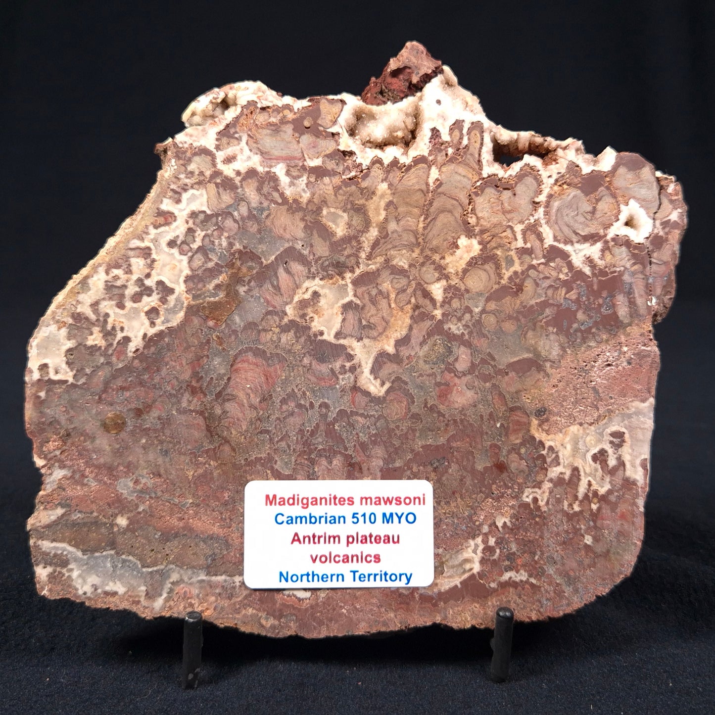 MADIGANITES MAWSONI STROMATOLITE, Cambrian, Australia ZMM008