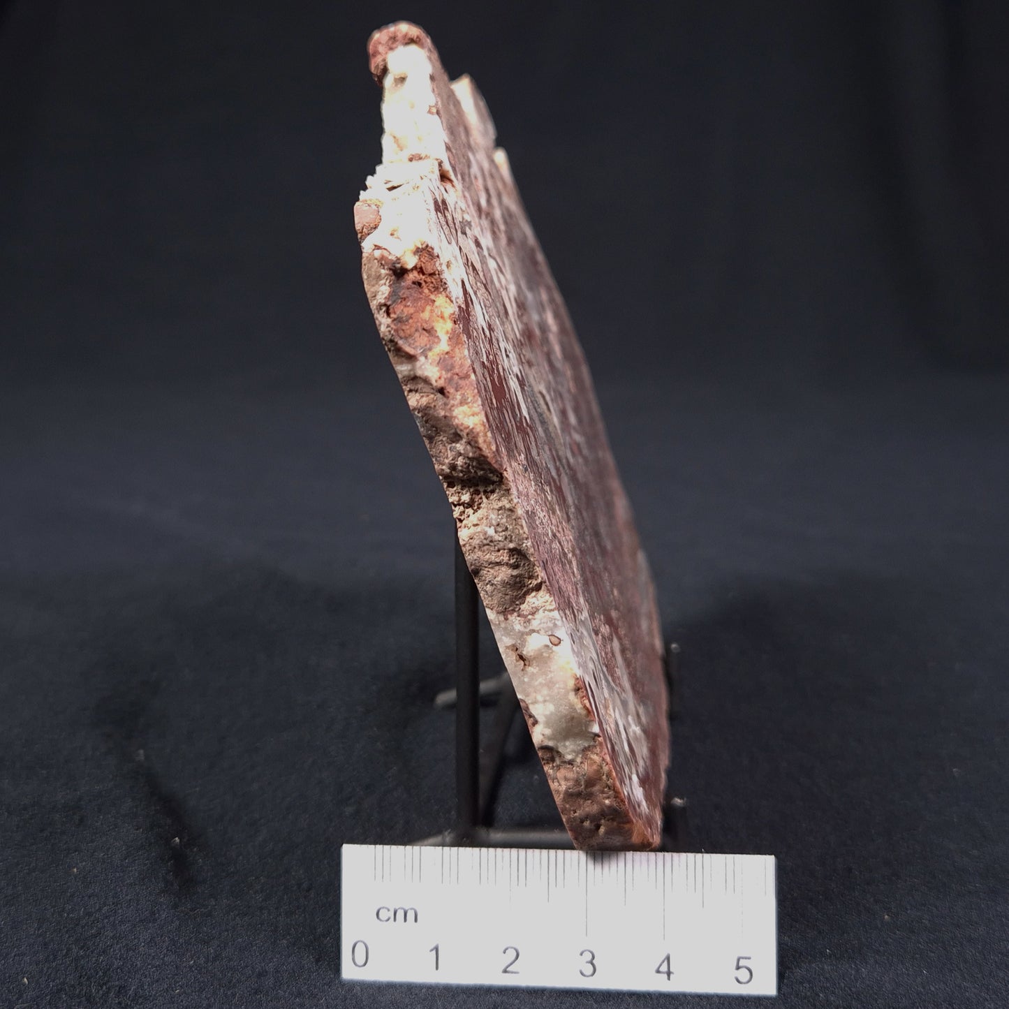 MADIGANITES MAWSONI STROMATOLITE, Cambrian, Australia ZMM008