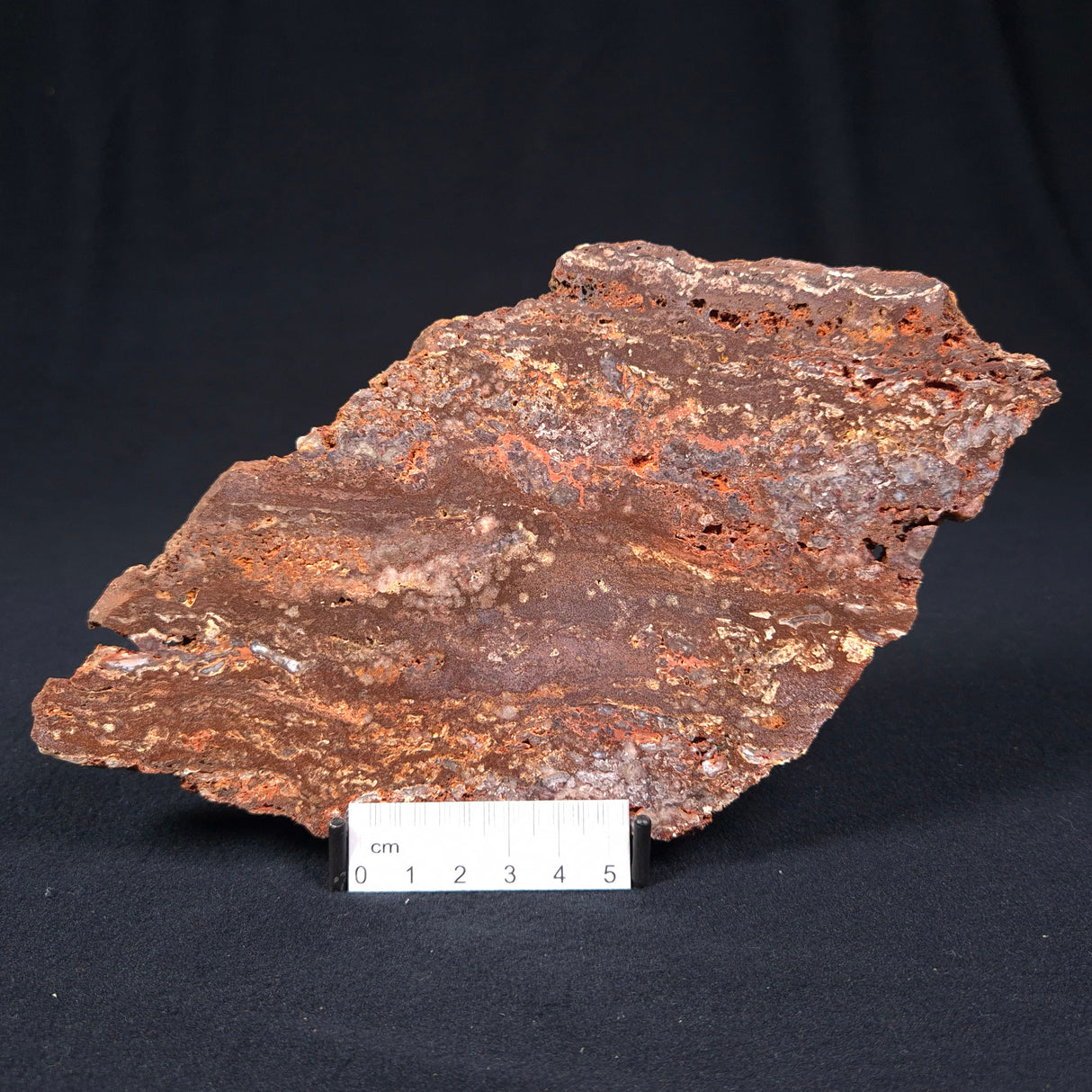 MADIGANITES MAWSONI STROMATOLITE, Cambrian, Australia ZMM010