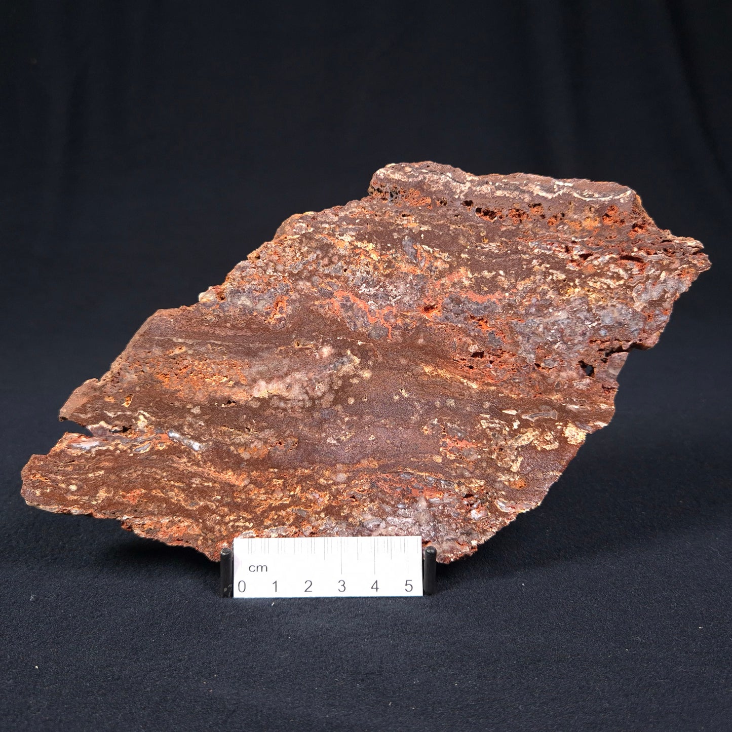 Madiganites Mawsoni Stromatolite Polished ZMM010