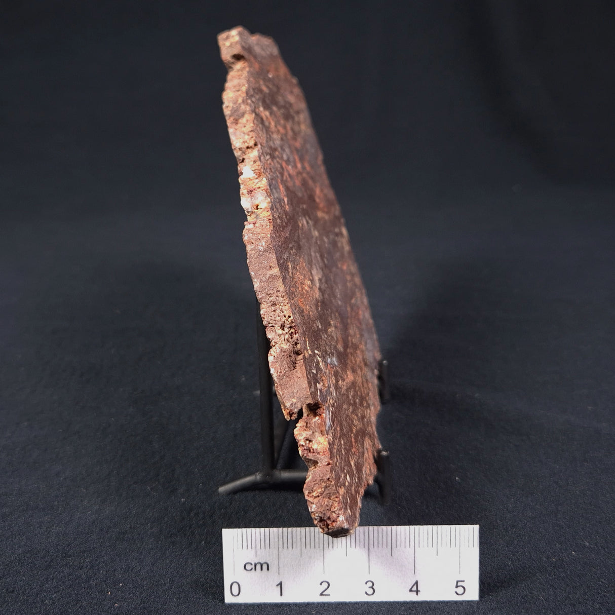 MADIGANITES MAWSONI STROMATOLITE, Cambrian, Australia ZMM010