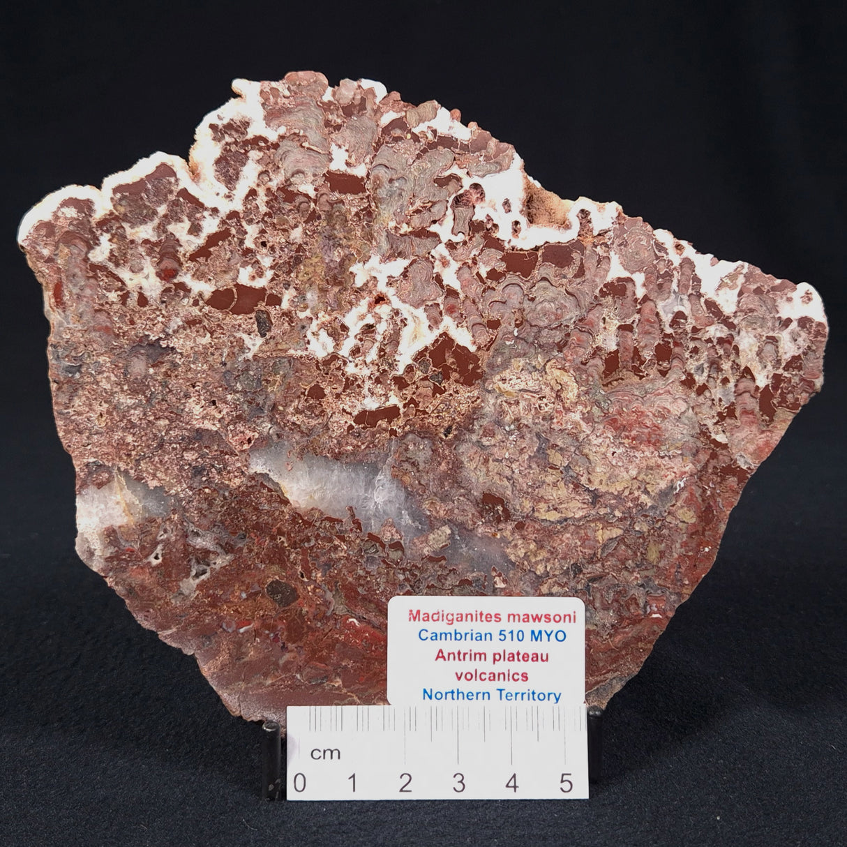 MADIGANITES MAWSONI STROMATOLITE, Cambrian, Australia ZMM011