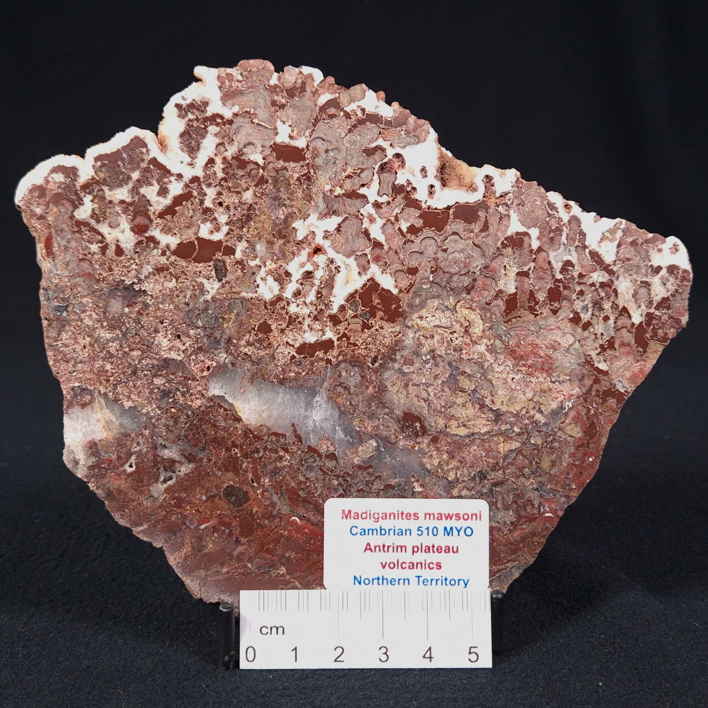 MADIGANITES MAWSONI STROMATOLITE, Cambrian, Australia ZMM011