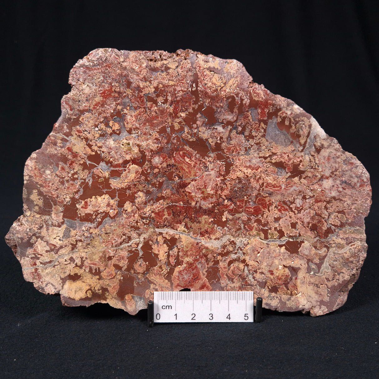 MADIGANITES MAWSONI STROMATOLITE, Cambrian, Australia ZMM012