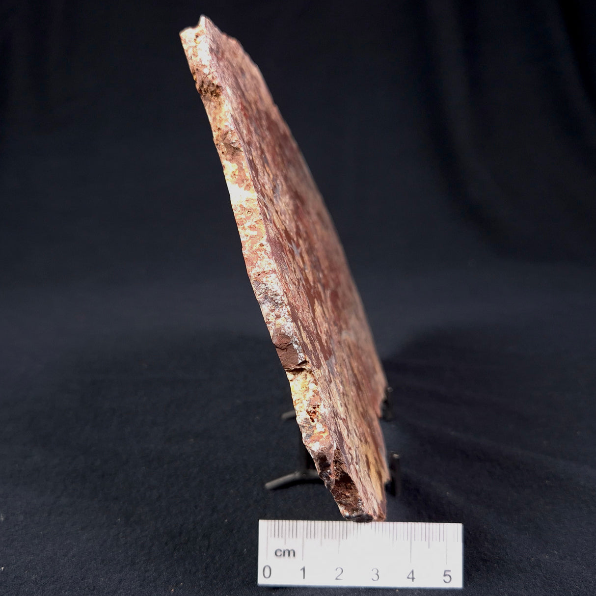 MADIGANITES MAWSONI STROMATOLITE, Cambrian, Australia ZMM012
