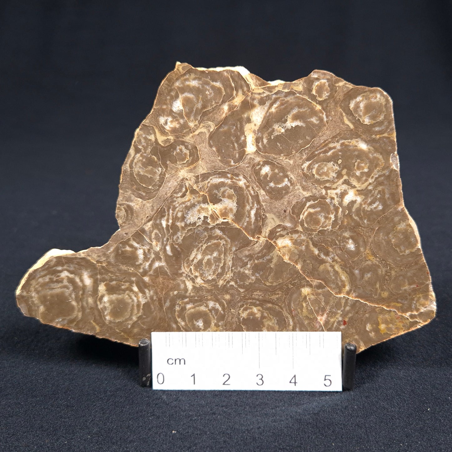 KULPARIA ALICIA STROMATOLITE, Proterozoic, Australia ZKA001