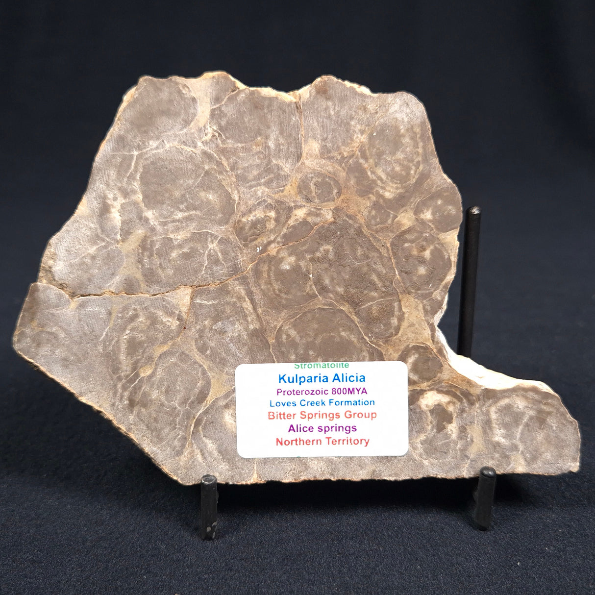 KULPARIA ALICIA STROMATOLITE, Proterozoic, Australia ZKA001