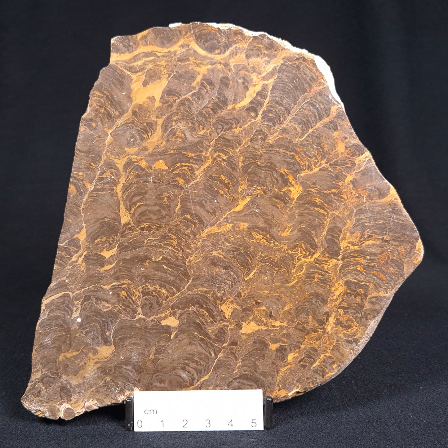 KULPARIA ALICIA STROMATOLITE, Proterozoic, Australia ZKA003