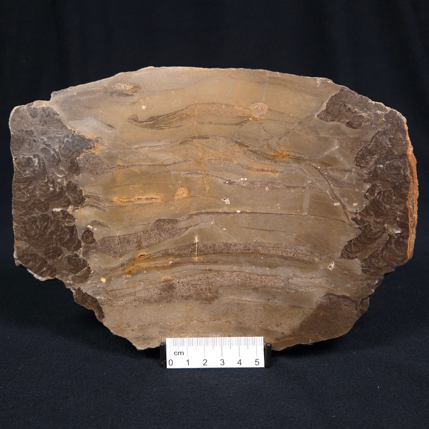 KULPARIA ALICIA STROMATOLITE, Proterozoic, Australia ZKA007