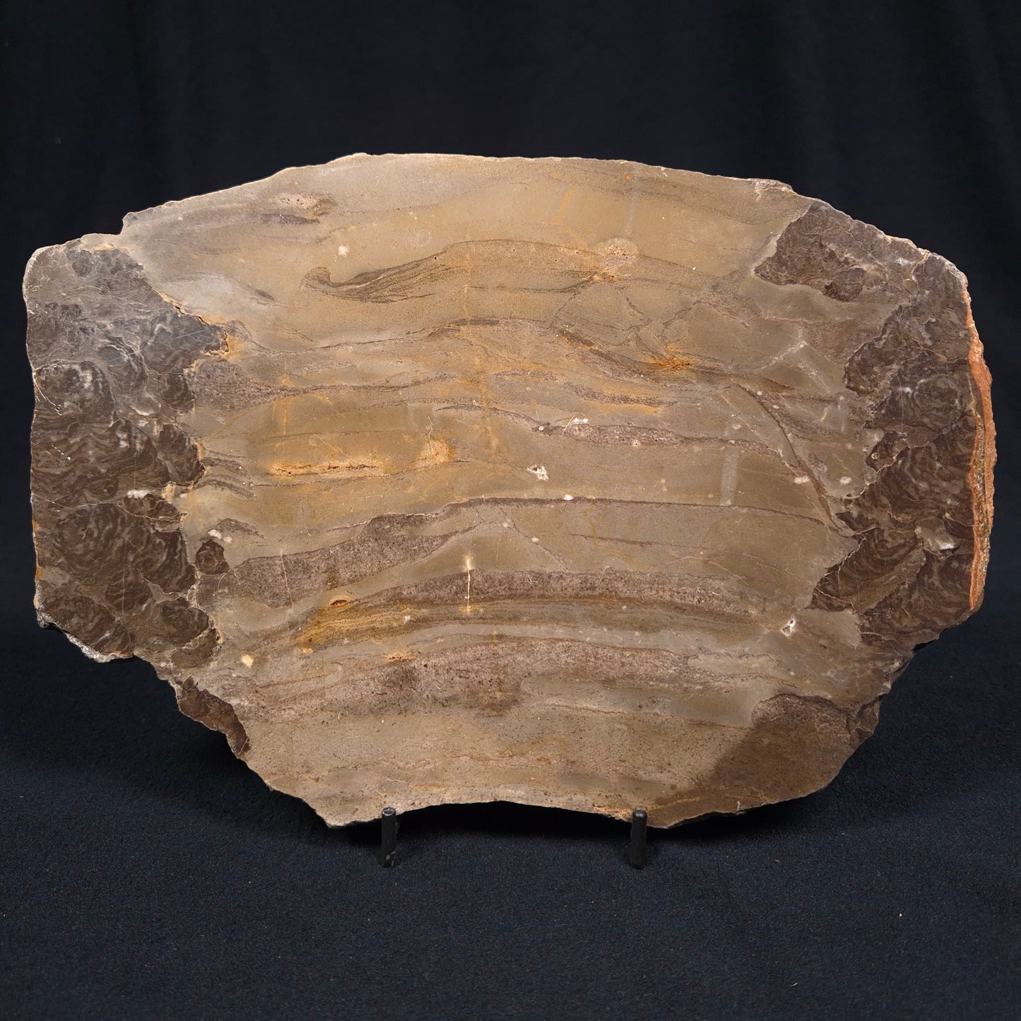 KULPARIA ALICIA STROMATOLITE, Proterozoic, Australia ZKA007