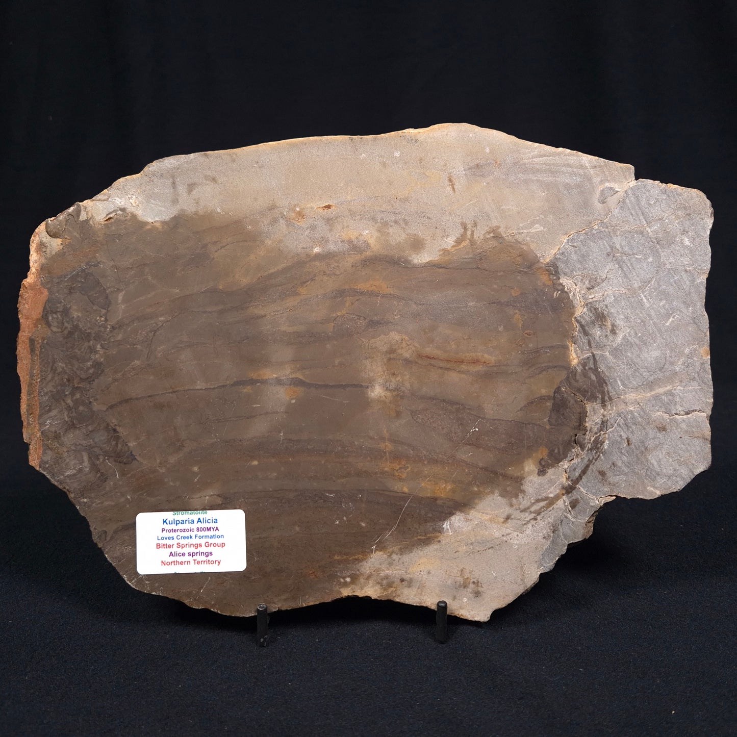 KULPARIA ALICIA STROMATOLITE, Proterozoic, Australia ZKA007