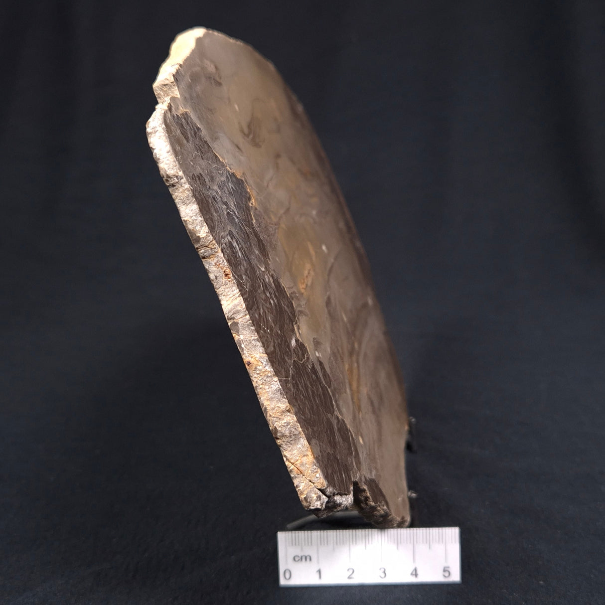 KULPARIA ALICIA STROMATOLITE, Proterozoic, Australia ZKA007