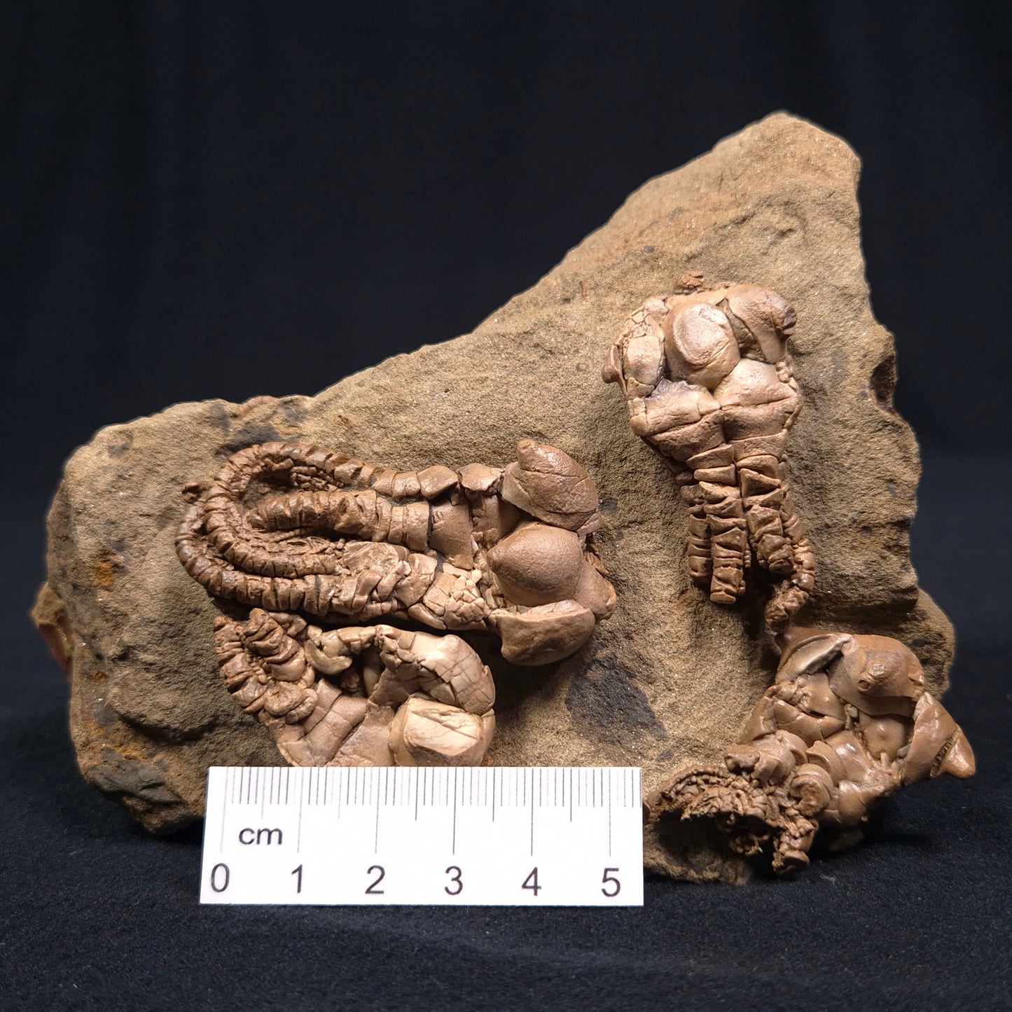 JIMBACRINUS BOSTOCKI CRINOID FOSSIL, Permian, Australia XJB001