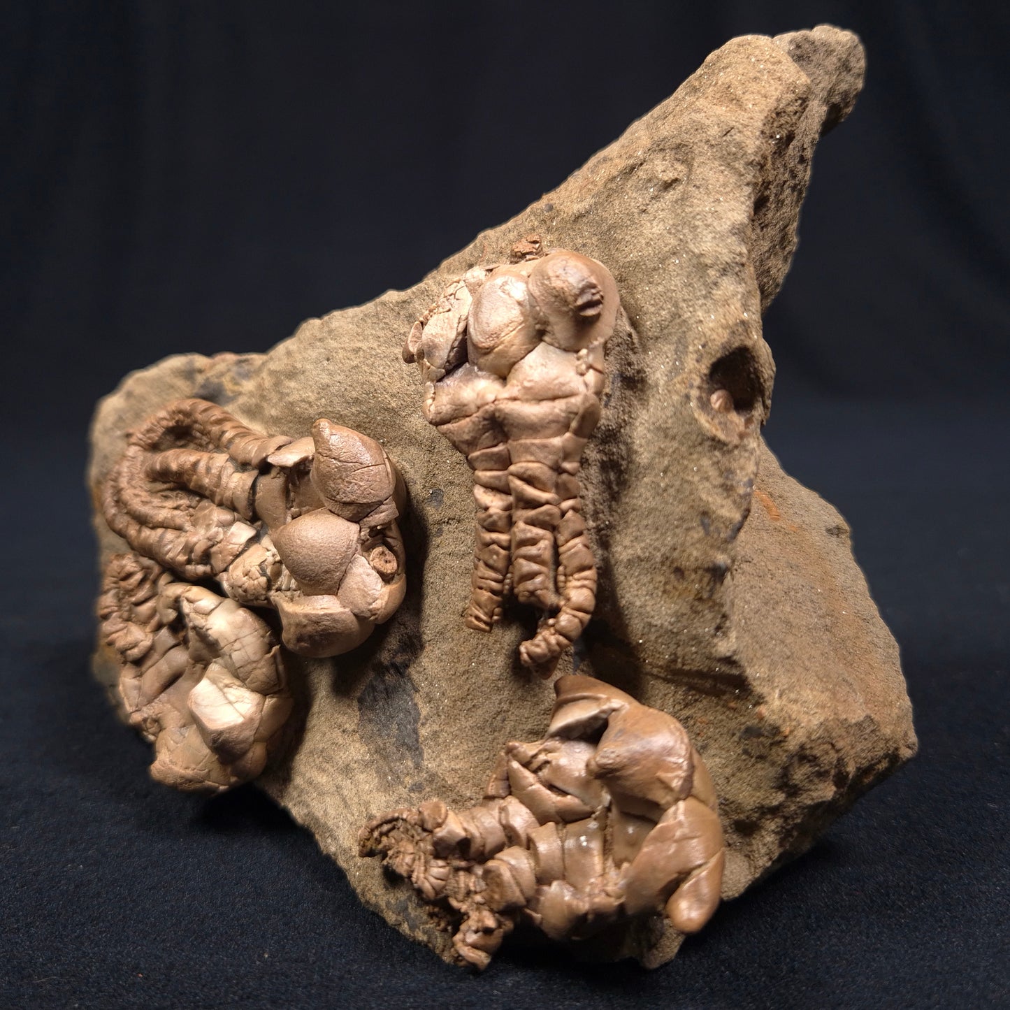 JIMBACRINUS BOSTOCKI CRINOID FOSSIL, Permian, Australia XJB001