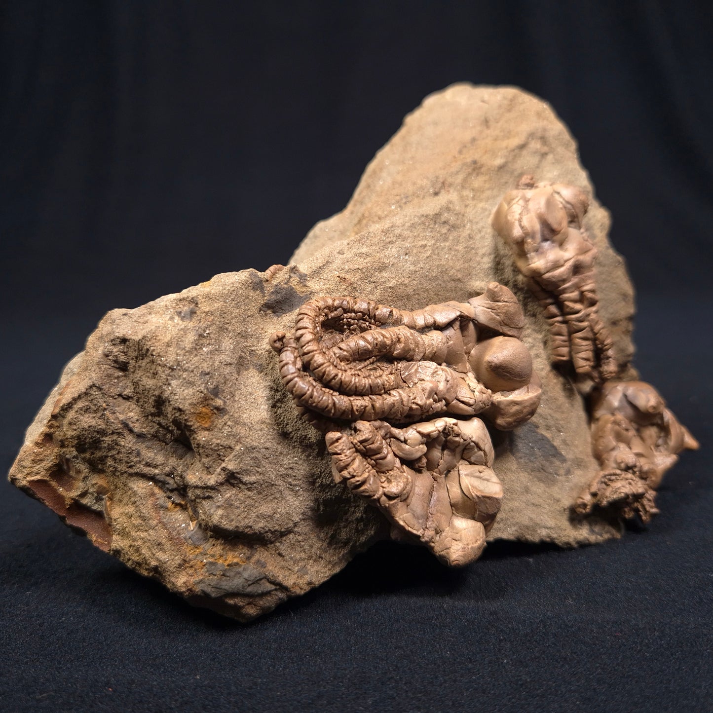 JIMBACRINUS BOSTOCKI CRINOID FOSSIL, Permian, Australia XJB001