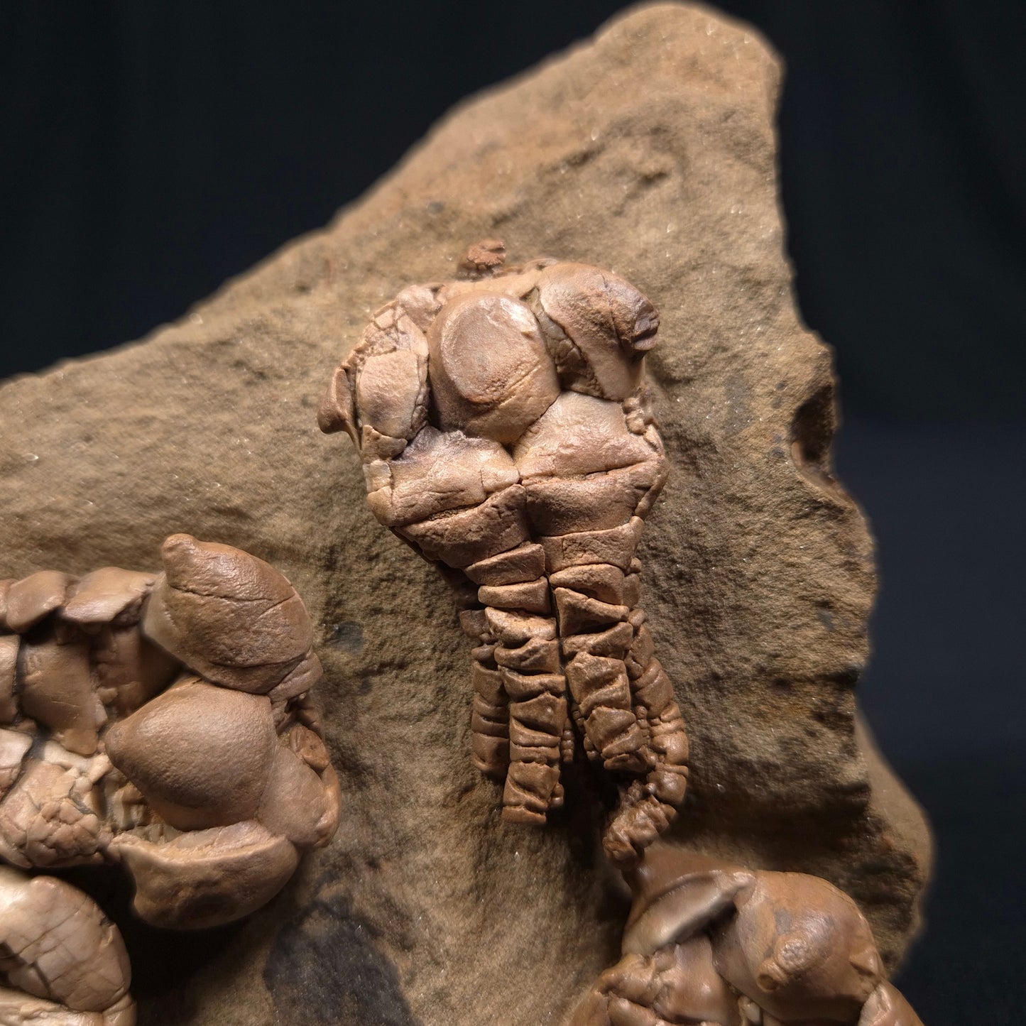 JIMBACRINUS BOSTOCKI CRINOID FOSSIL, Permian, Australia XJB001
