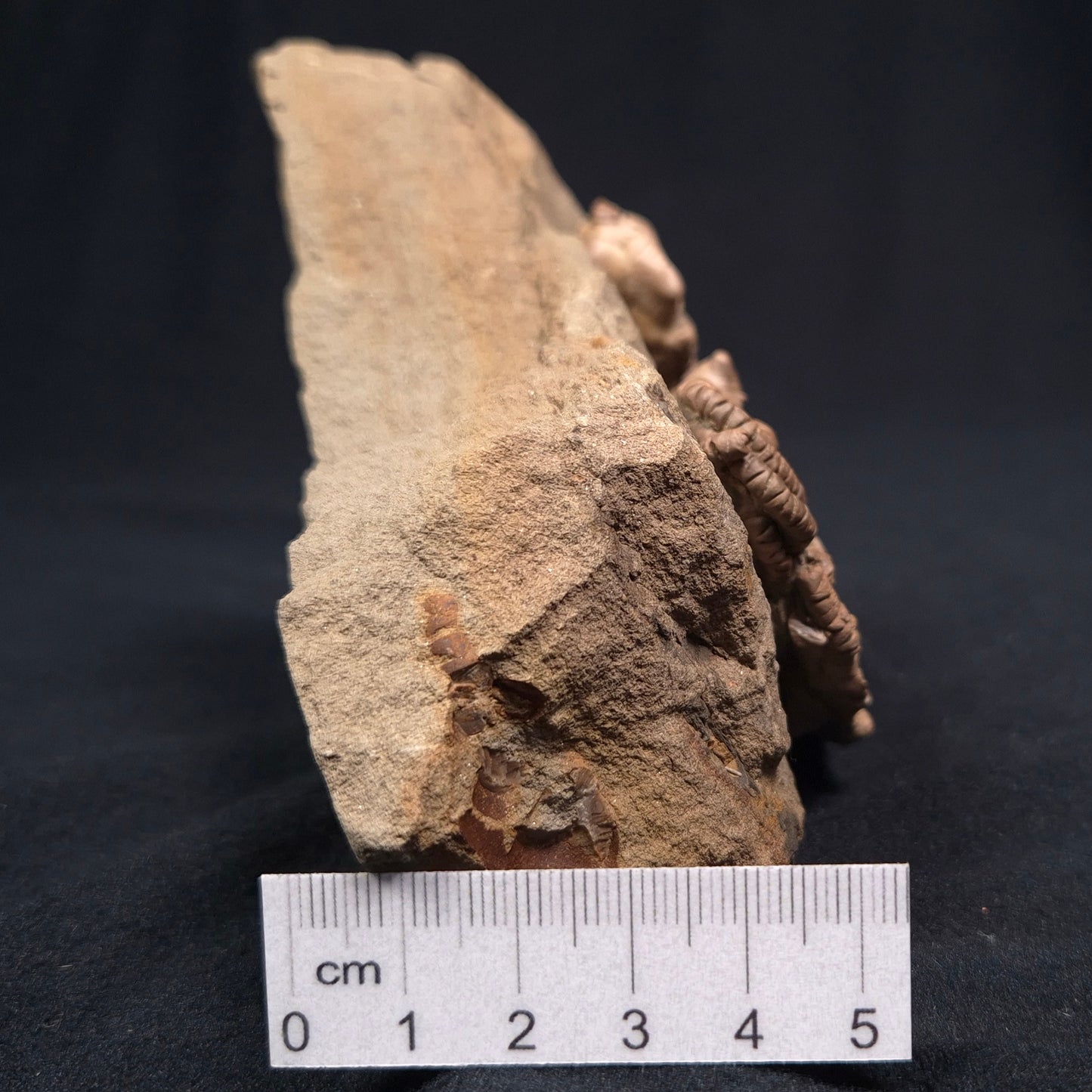 JIMBACRINUS BOSTOCKI CRINOID FOSSIL, Permian, Australia XJB001
